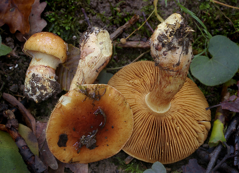 Cortinarius nanceiensis